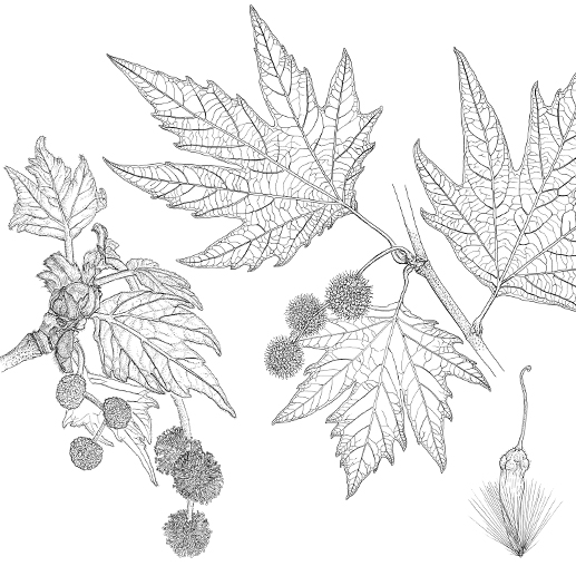 Platanus orientalis Habitus Früchte Blüten